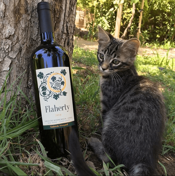 Blend Aconcagua do Flaherty Wines no Vale Aconcagua