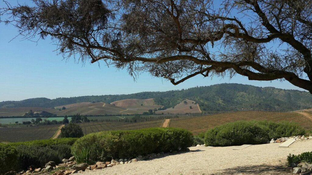 Vista da Vinícola Casas del Bosque Chile, Passeio Vale Casablanca