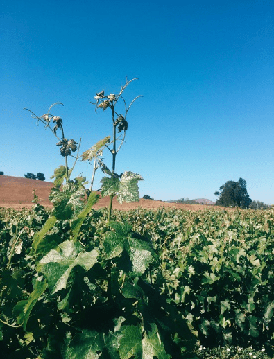 Folhas Videira Atilio y Mochi em Casablanca, Tour em Vinícola Premium